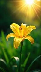 Sunlit yellow daylily surrounded by green foliage , summer garden, flora