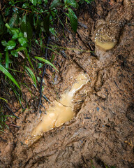 Muddy Trail With Water-Filled Footprints in Rio Sabana, El Yunque, Puerto Rico, Surrounded by Lush Green Foliage.