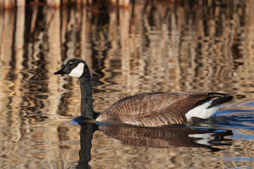 Canada Goose swimming in a wetlands pond amongst reeds and cattails.