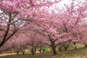 Fototapeta premium 茨城県石岡市 フラワーパークを飾る満開の河津桜 