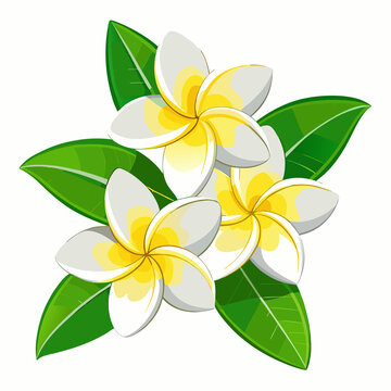 frangipani flower vector illustration