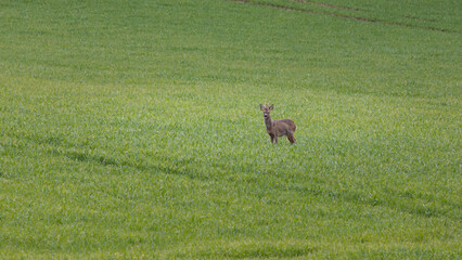 A roe deer is standing in a field of tall grass