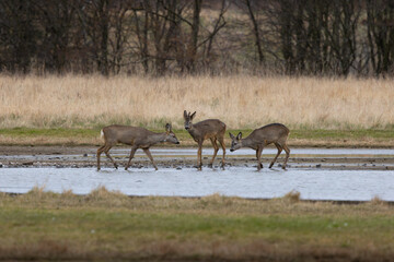 Three roe deer are walking in a field near a body of water