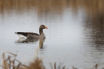 A greylag goose is swimming in a lake