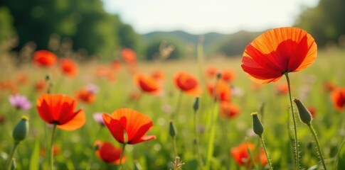 Fototapeta premium Vibrant red poppies bloom amidst swaying wildflowers in a sun-drenched meadow , high resolution, image