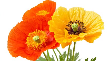 Colorful Poppy Flowers in Bright Orange and Yellow Blooms Against a White Background