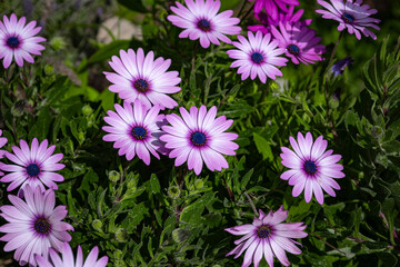 Vibrant purple flowers Calenduleae in lush greenery blooming outdoors. Dimorphotheca
