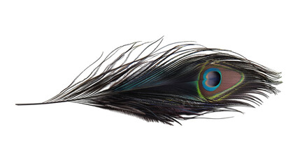 Obraz premium Peacock feather isolated on white background