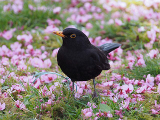 Close-up frontal of a male common blackbird (turdus merula) or Eurasian blackbird on a meadow filled with fallen blossoms of a prunus campanulata. Bonn, Germany in March.