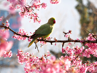 A female rose-ringed parakeet (psittacula krameria) aka ringneck parrot or Kramer parrot perched on a prunus campanulata or bellflower cherry. Bonn, Germany in March.