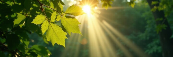 Obraz premium Sunbeams cut through thick leaves, creating dramatic light and shadow patterns, trees, beams