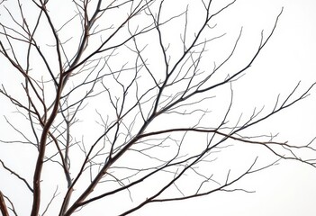 Fototapeta premium Bare, intertwined branches against a pure white backdrop, organic, abstract