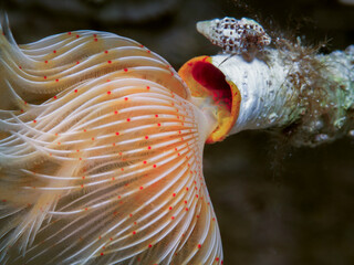 Close up of a tube worm