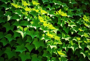 Obraz premium Lush cluster of vibrant green vine leaves, sunlight dappled, spring, vegetation