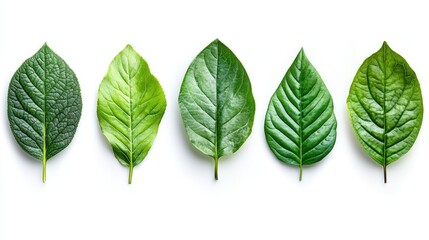 Obraz premium Fresh Green Leaves in a Row