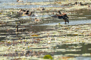 Lesser whistling duck bathing, flapping its wings to fling more water over its body.