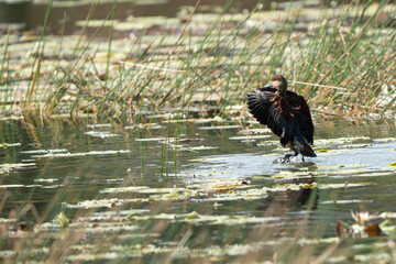 Lesser whistling duck bathing, flapping its wings to fling more water over its body.