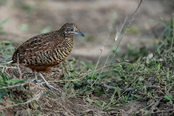 Buttonquail on the ground animal portrait.
