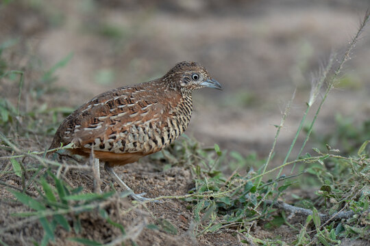 Buttonquail on the ground animal portrait.
