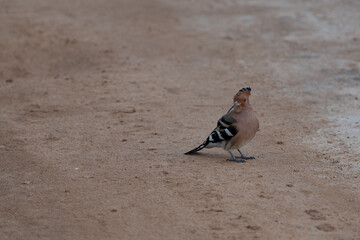 Eurasian hoopoe in a field looking for insects