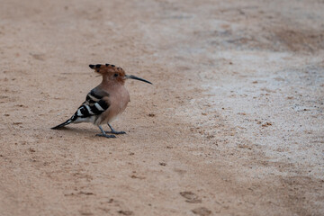 Eurasian hoopoe in a field looking for insects © Thisara