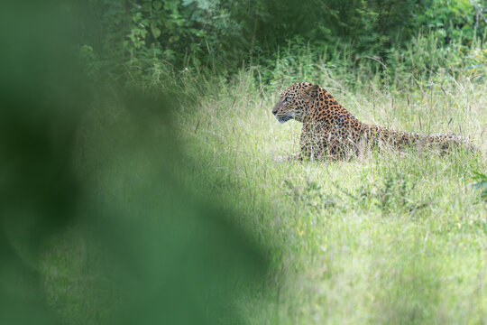 Leopard at Yala National Park in Sri Lanka