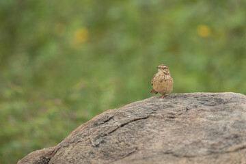 Paddyfield pipit on the rock