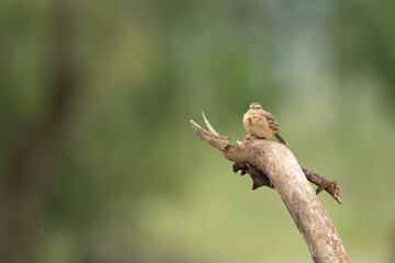 Singing bush lark on branch in nature