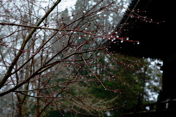 兵庫県・小糠雨滴る古寺名刹播州清水寺