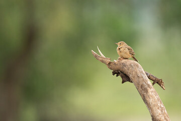 Singing bush lark on branch in nature