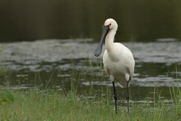 Eurasian Spoonbill (Platalea leucorodia) in water
