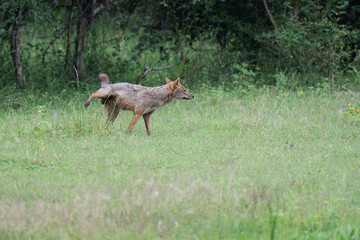 Indian Golden Jackal, a scavenger from Indian sub-continent