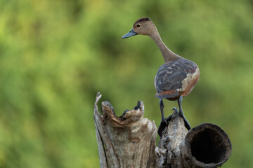  lesser whistling duck on a branch 