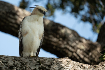  Changeable Hawk Eagle on a branch