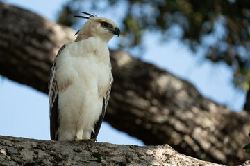  Changeable Hawk Eagle on a branch