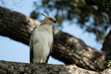  Changeable Hawk Eagle on a branch