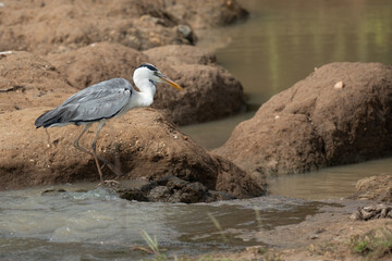 Grey Heron (Ardea cinerea) searching for food