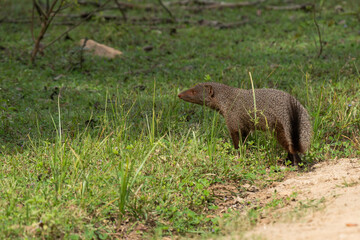 A wild mongoose in its natural habitat