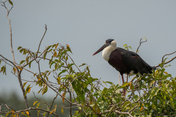 Woolly-necked stork sitting on a tree  during the daytime