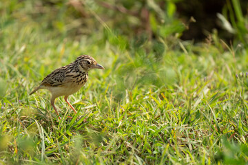 Singing bush lark bird in grassland with green background