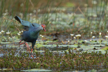 Obraz premium Gray-headed Swamphen searching for insects in its natural habitat 