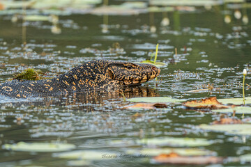 Close up of Asian water monitorr in pond
