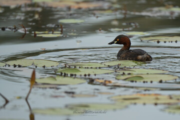 Little grebe swimming in lake