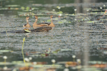 A carnivorous Asian water monitor moves near the Lesser whistling duck,