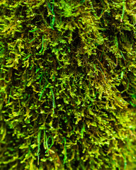 Close-up of vibrant green moss covering a surface, showcasing intricate textures and patterns found in the lush forests of El Yunque National Forest, Puerto Rico.