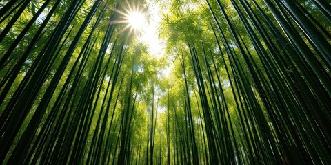 Fototapeta premium Serene sun-dappled bamboo grove, lush green stalks reaching skyward, tranquility, leaves
