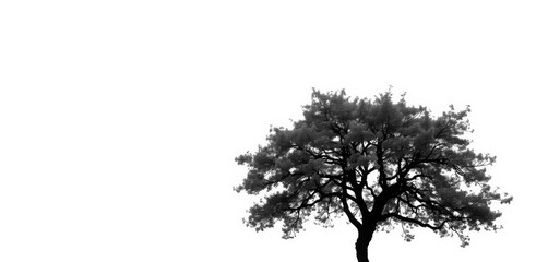 Single, majestic tree, stark white backdrop, branches reaching upward, stock photo, majestic