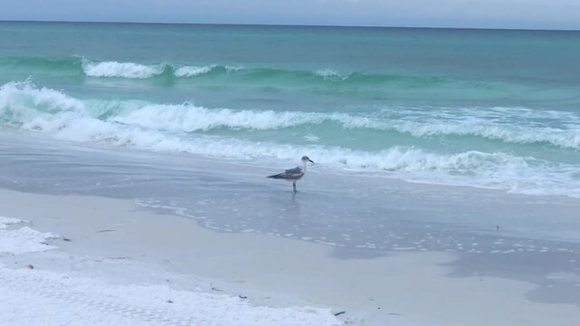 Serene Beach Scene: Lone Seagull on Destin Florida Shoreline, with Waves Gently Crashing