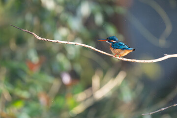 Common kingfisher in its natural habitat 