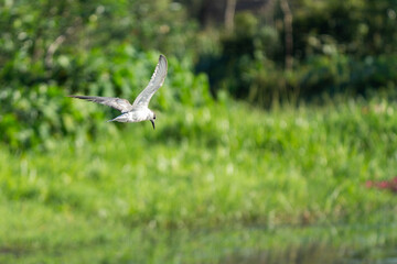 A shallow focus shot of a flying Whiskered tern